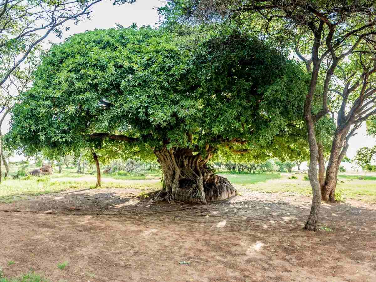 Marula-Öl  ist der perfekte Pflege-Allrounder. So wirkt der luxuriöse Schönmacher aus Afrika!